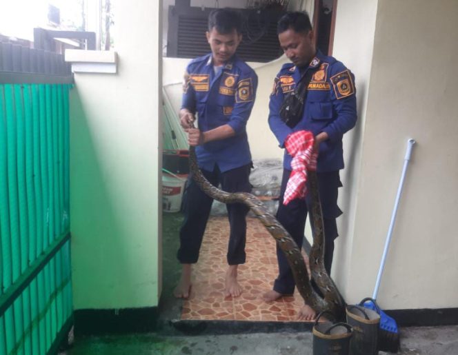 
					Damkar Ciomas Berhasil Evakuasi Ular Sanca 3 Meter di Saluran Air Rumah Warga