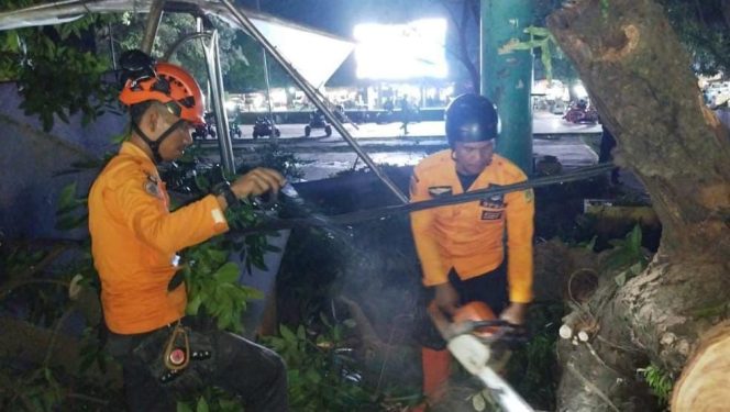 
					2 Pohon Mahoni di Jonggol Tumbang, Timpa 3 Kendaraan, Rumah dan Lapak PKL