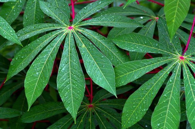 
					Inilah Segudang Manfaat Daun Singkong untuk Kesehatan
