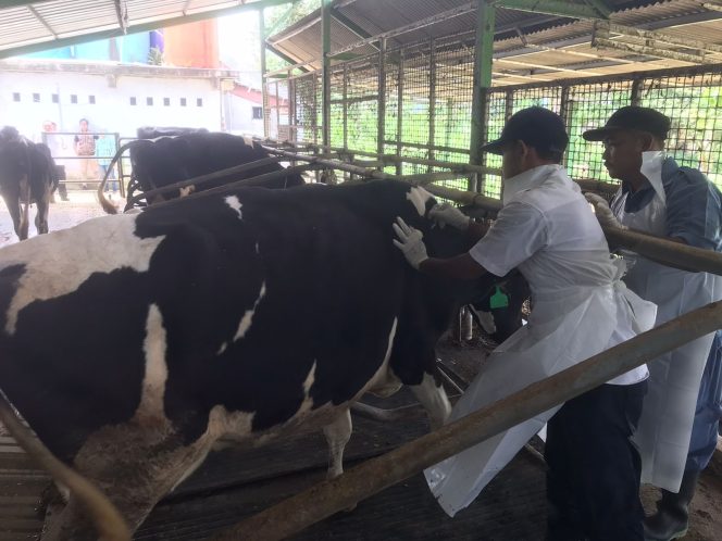 
					Cegah PMK, Diskanak Kabupaten Bogor Lindungi Hewan Ternak Melalui Pemberian 1.425 Dosis Vaksin