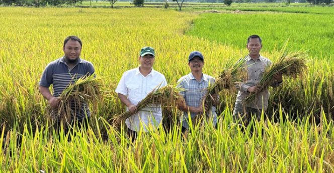 
					IPB Kenalkan Generasi Baru Varietas Padi Tipe Baru: Hasil Panen di Atas Rata-rata