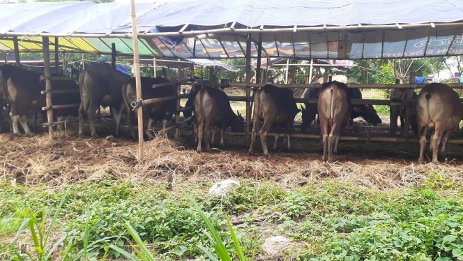 
					Penjual Hewan Kurban di Parung Keluhkan Sepinya Pembeli