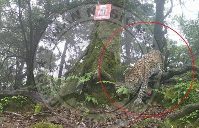 
					TNGHS Pastikan Gunung Salak Tetap Aman Dilintasi Pendaki Meski ada Macan Tutul Jawa Berkeliaran