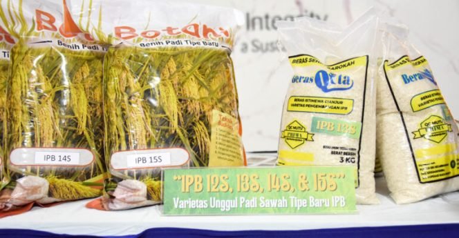 
					Peneliti IPB Kembali Hasilkan 4 Varietas Terbaru Padi Sawah, Ini Keunggulannya