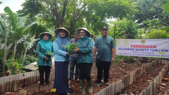 
					Dukung Program Ketahanan Pangan, KWT Desa Cimandala Tanam Cabai dan Kangkung