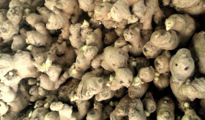 
					Jahe Emprit, Si Kecil Pedas yang Strategis untuk Industri Herbal