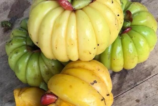 
					Asam Gelugur Bermanfaat Sebagai Pelangsing Alami Tubuh? Ini Kata Guru Besar IPB University