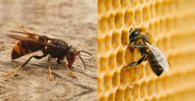 
					Peneliti IPB University Ungkap Tawon Lebih Berbahaya dari Lebah, Ini Alasannya