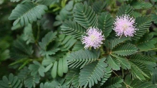 
					Pakar IPB University Ungkap Putri Malu Simpan Potensi Besar Sumber Senyawa Bioaktif