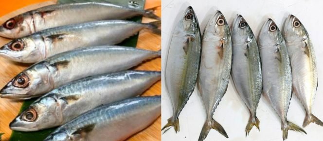 
					Dosen IPB University Ungkap Fakta Menarik dari Ikan Salem dan Kembung