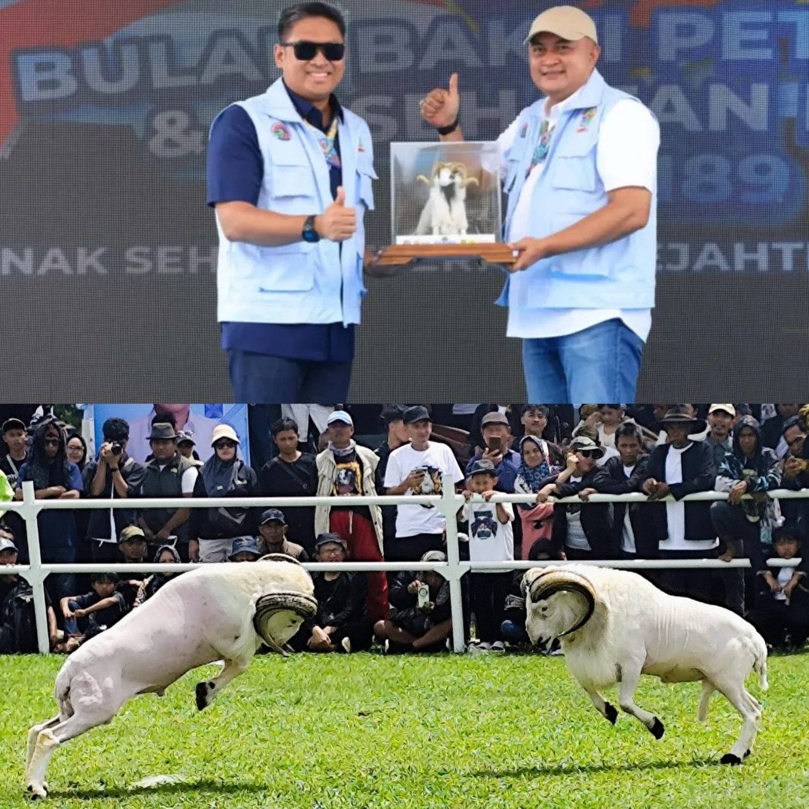 Adu Domba hingga Pameran UMKM Ramaikan Peringatan Hari Peternakan dan Kesehatan Hewan ke-189 di Pakansari