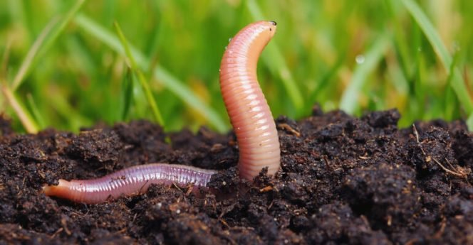 
					Pakar IPB University Ungkap Manfaat dan Nilai Ekonomi Cacing Tanah