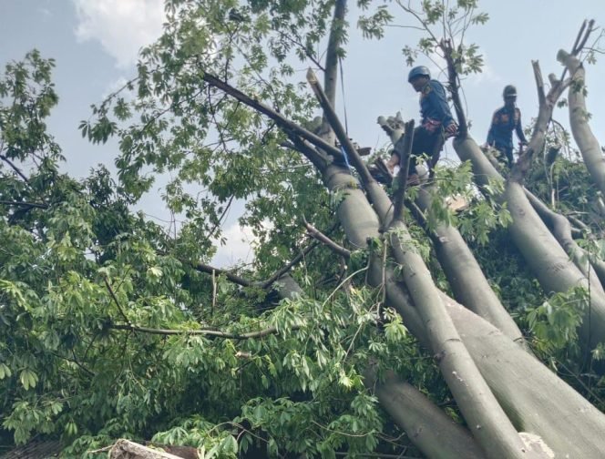 
					Angin Kencang Tumbangkan Pohon Kapuk di Citeureup, Gadis 17 Tahun Kesurupan