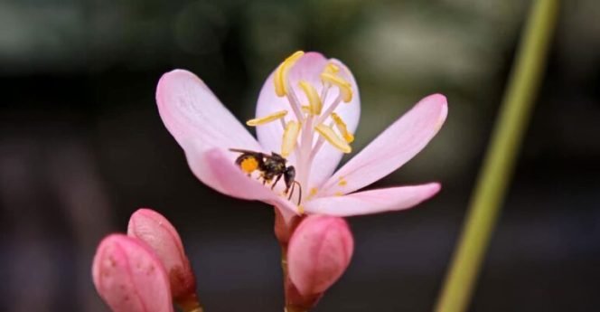 
					IPB Rumah bagi 50 Spesies Serangga Penyerbuk