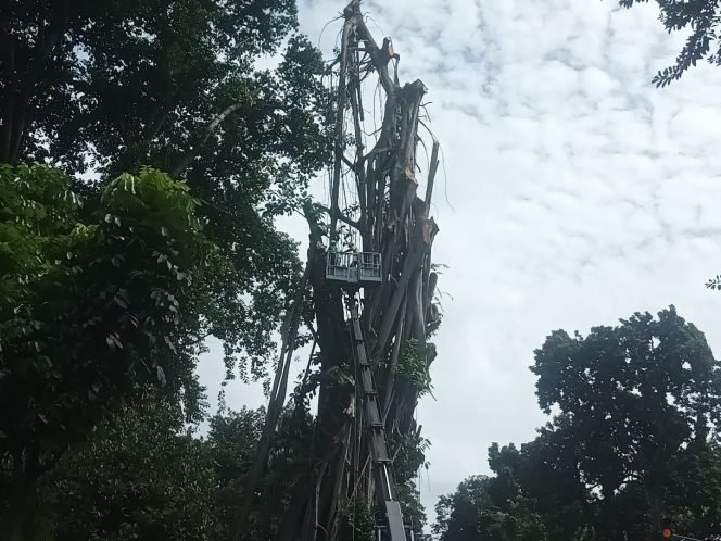 
					Pohon Tua di Kota Bogor Ditebang Demi Keselamatan Pengguna Jalan